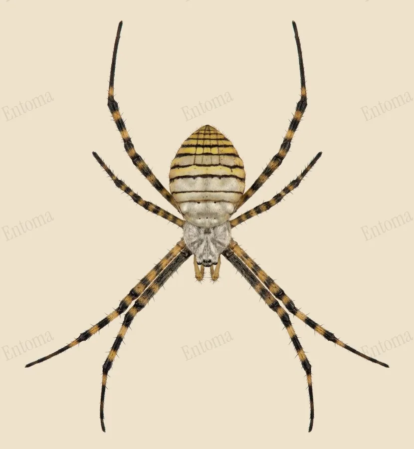 Argiope trifasciata, Argiope trifasciata, tavola