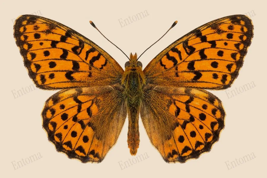 Dark green fritillary, Argynnis aglaja, plate
