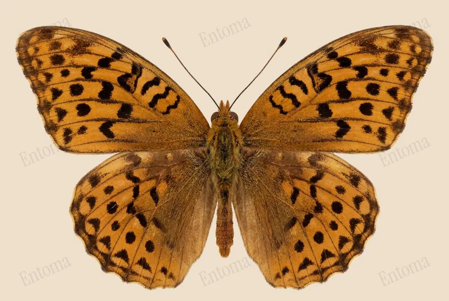 Great spangled fritillary, Argynnis cybele, plate