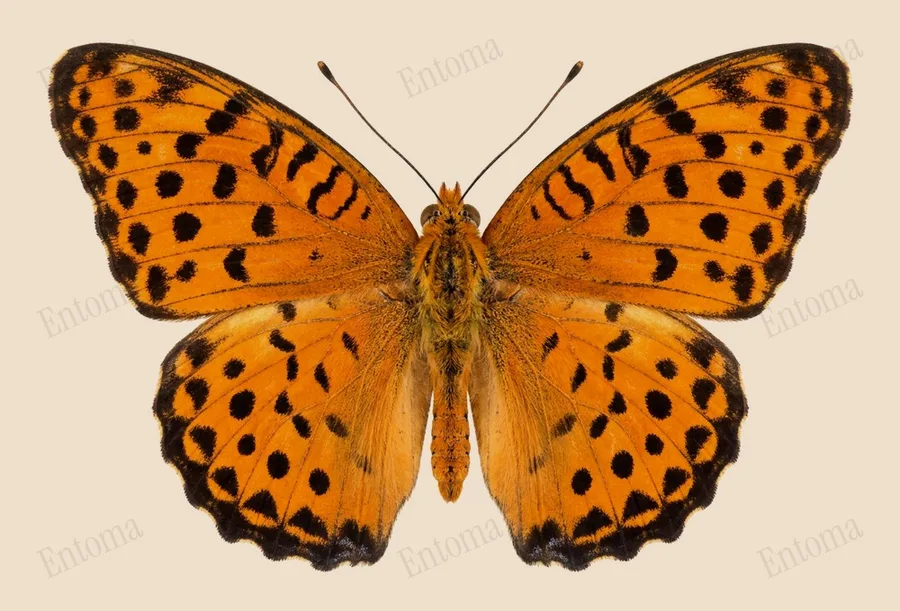 Argynnis hyperbius, Argynnis hyperbius, tavola