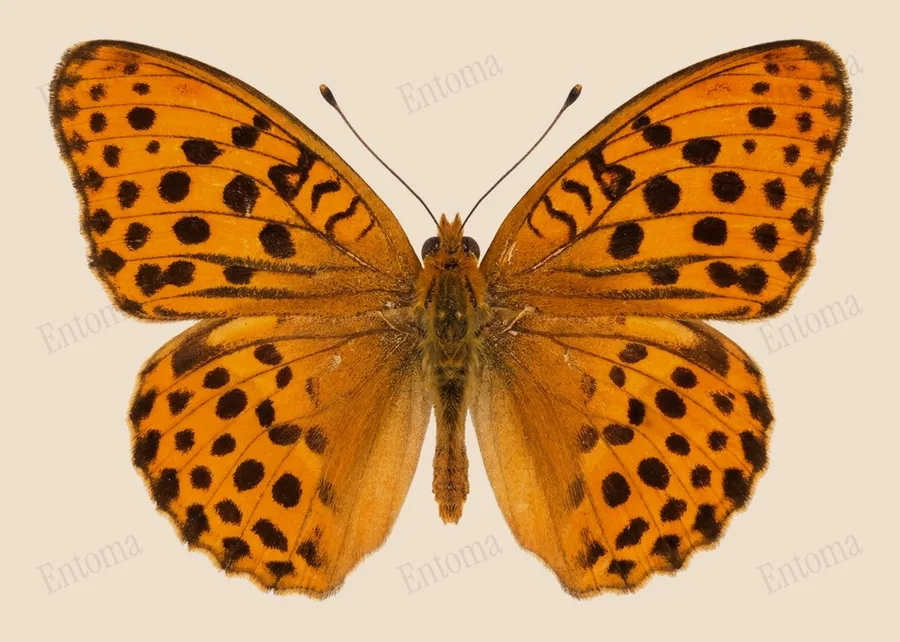 Tsarenmantel, Argynnis laodice, plaat