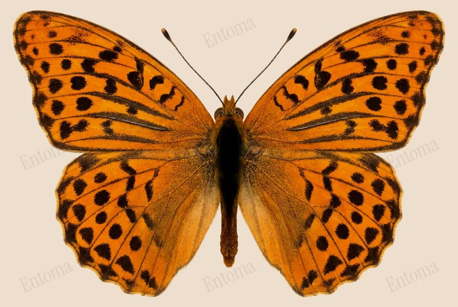Silver-washed fritillary, Argynnis paphia, plate