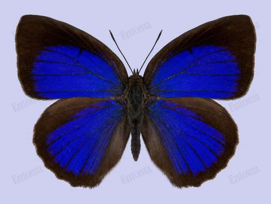 Arhopala centaurus(Arhopala centaurus) 도판