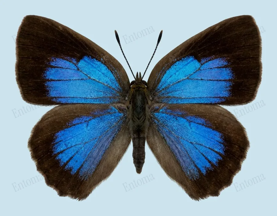 Arhopala japonica, Arhopala japonica, planche