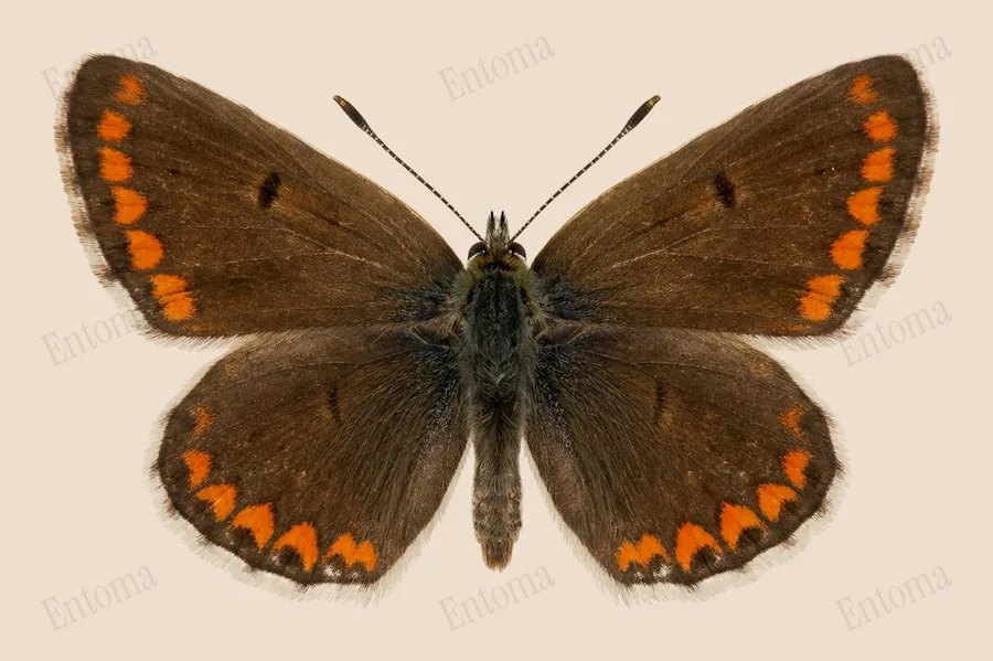 Brown argus, Aricia agestis, plate