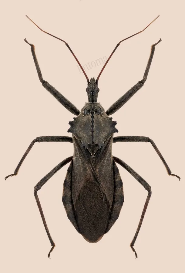 North American wheel bug, Arilus cristatus, plate