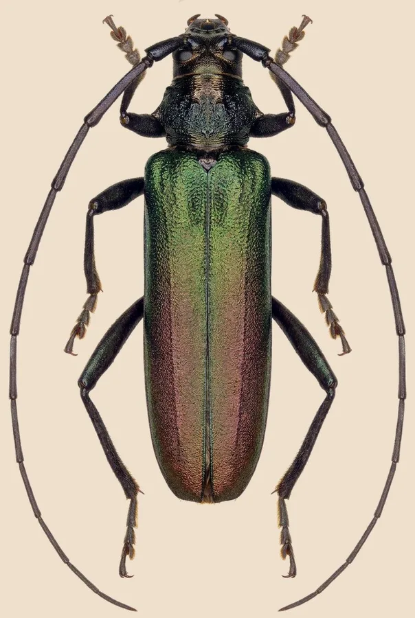 Musk beetle, Aromia moschata, plate
