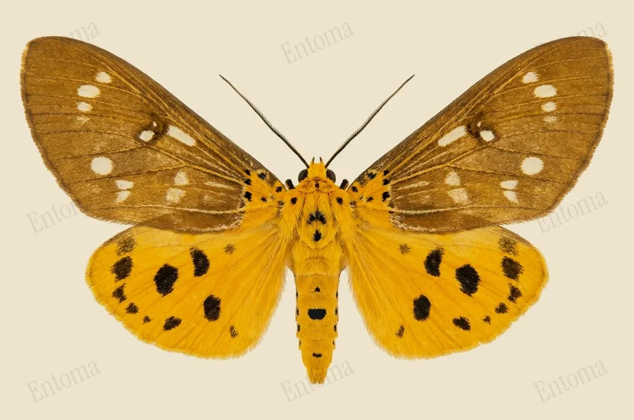 Asota caricae, Asota caricae, plaat