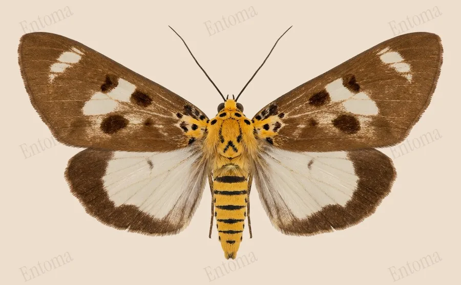 Asota heliconia（Asota heliconia）の図版
