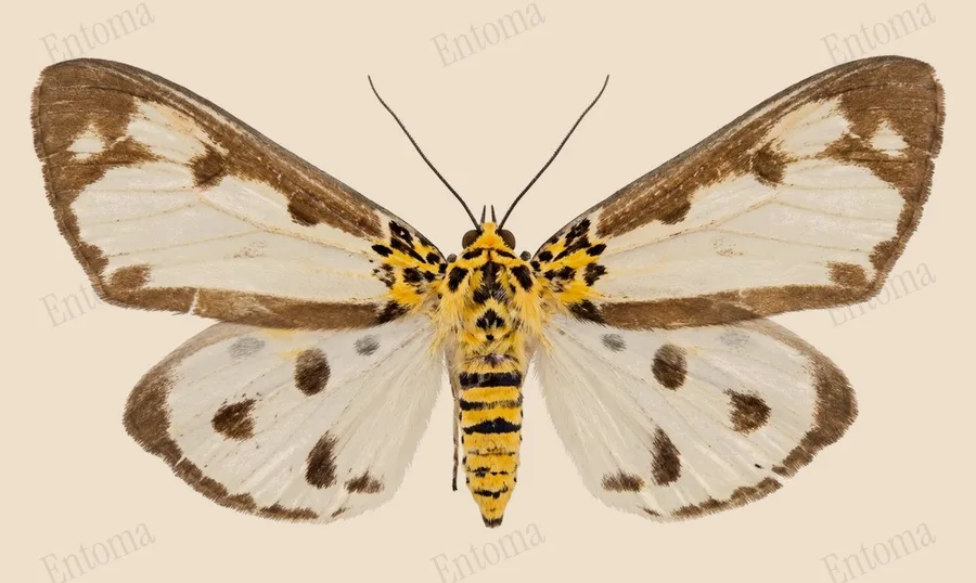 Asota plana（Asota plana）の図版