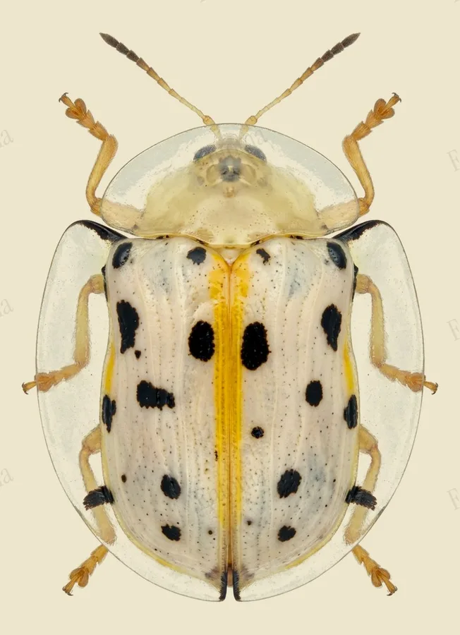 Aspidomorpha miliaris, Aspidomorpha miliaris, planche
