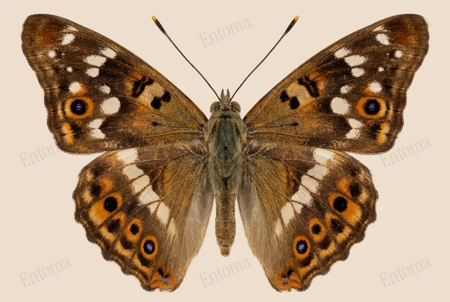 Hackberry emperor, Asterocampa celtis, plate