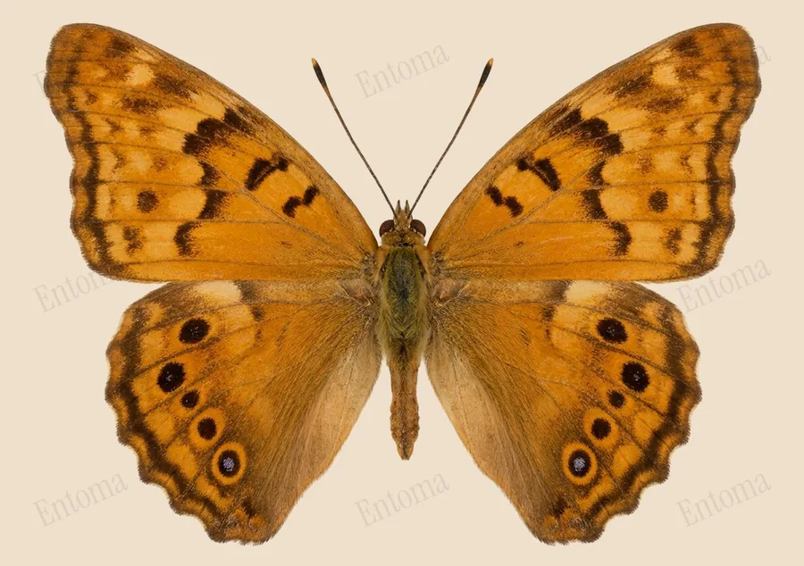 Tawny emperor, Asterocampa clyton, plate