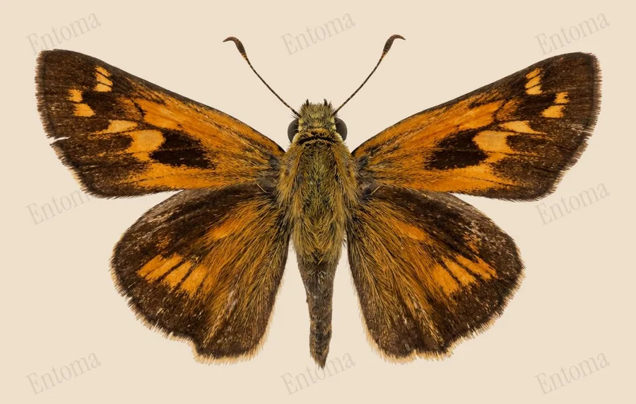 Huron skipper, Atalopedes huron, plate