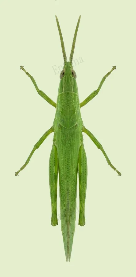 섬서구메뚜기(Atractomorpha lata) 도판