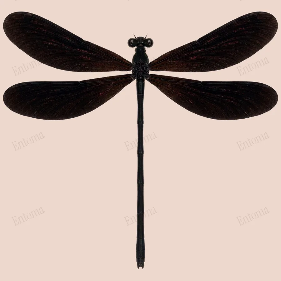 Atrocalopteryx atrata, Atrocalopteryx atrata, levha
