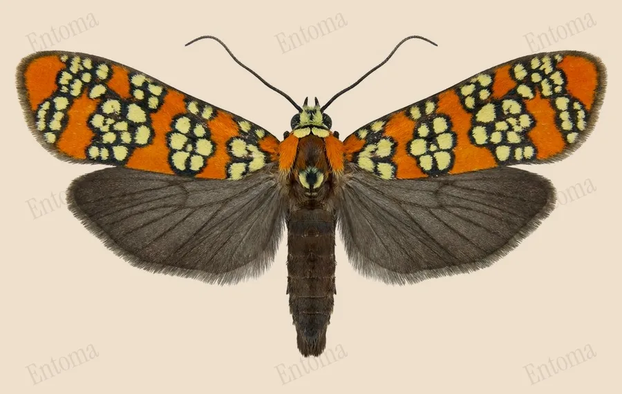 Ailanthus webworm moth, Atteva aurea, plate