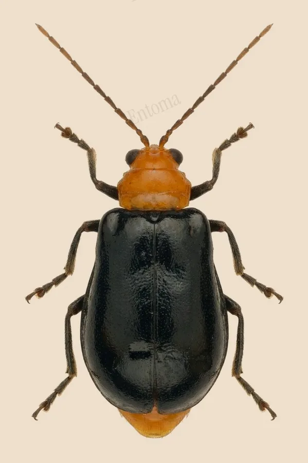Aulacophora nigripennis, Aulacophora nigripennis, levha