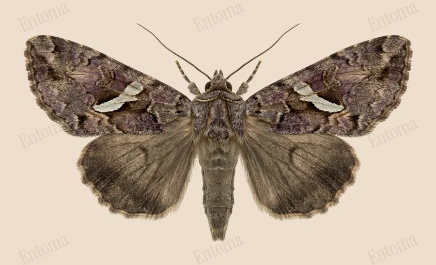 Silver Y, Autographa gamma, plate
