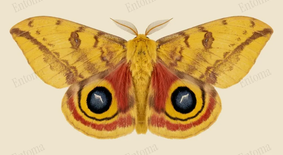 Io moth, Automeris io, plate
