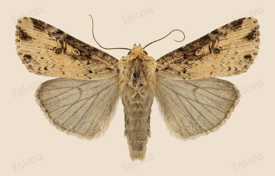 Flame, Axylia putris, plate