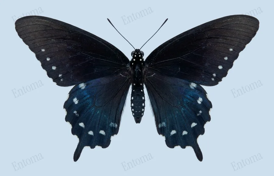 Pipevine swallowtail, Battus philenor, plate