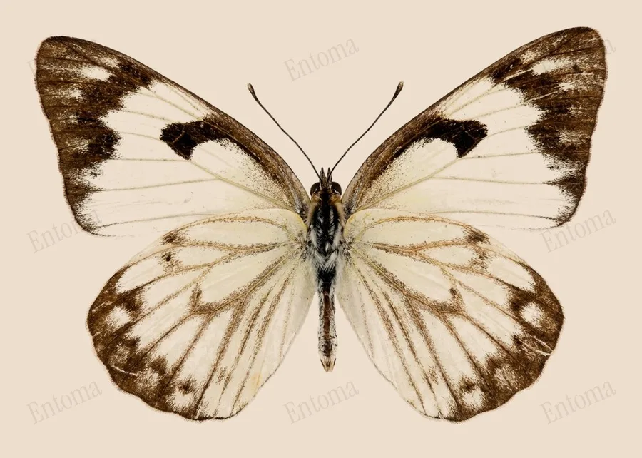 Belenois aurota, Belenois aurota, tavola