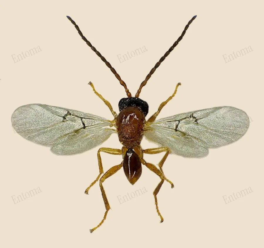 Oak apple gall wasp, Biorhiza pallida, plate