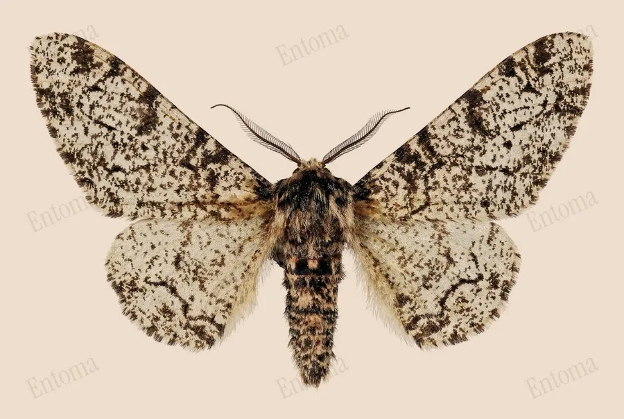 Peppered moth, Biston betularia, plate