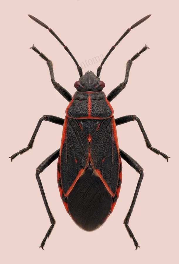 Eastern boxelder bug, Boisea trivittata, plate