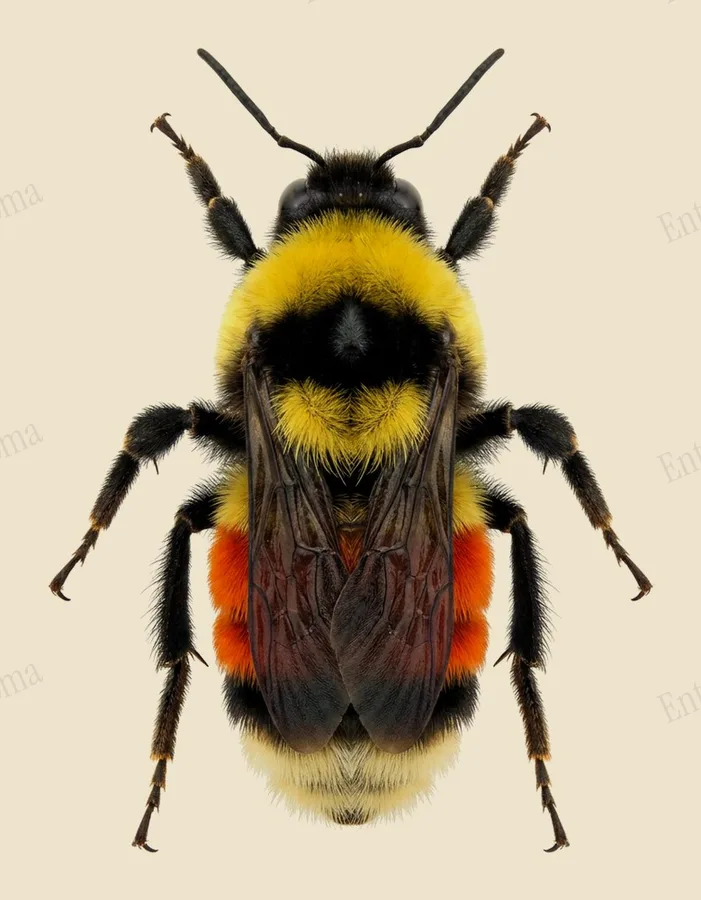 Bombus huntii, Bombus huntii, planche