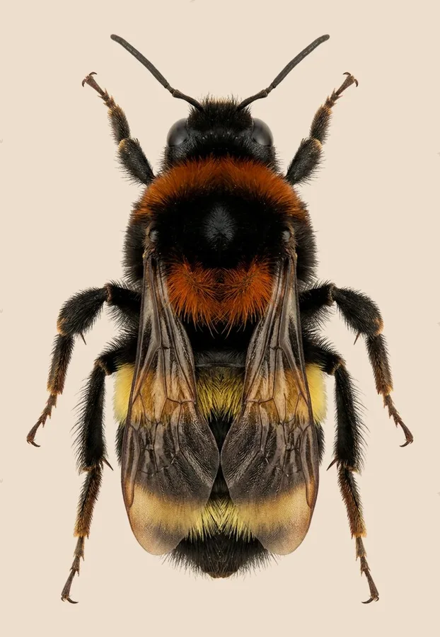 Bombus rufocinctus, Bombus rufocinctus, plaat