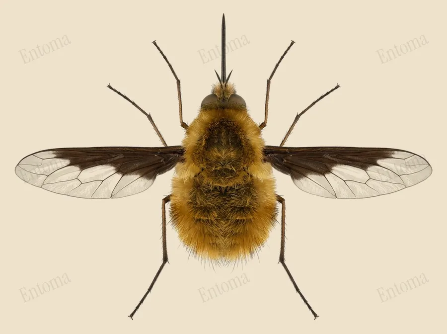 Greater bee fly, Bombylius major, plate