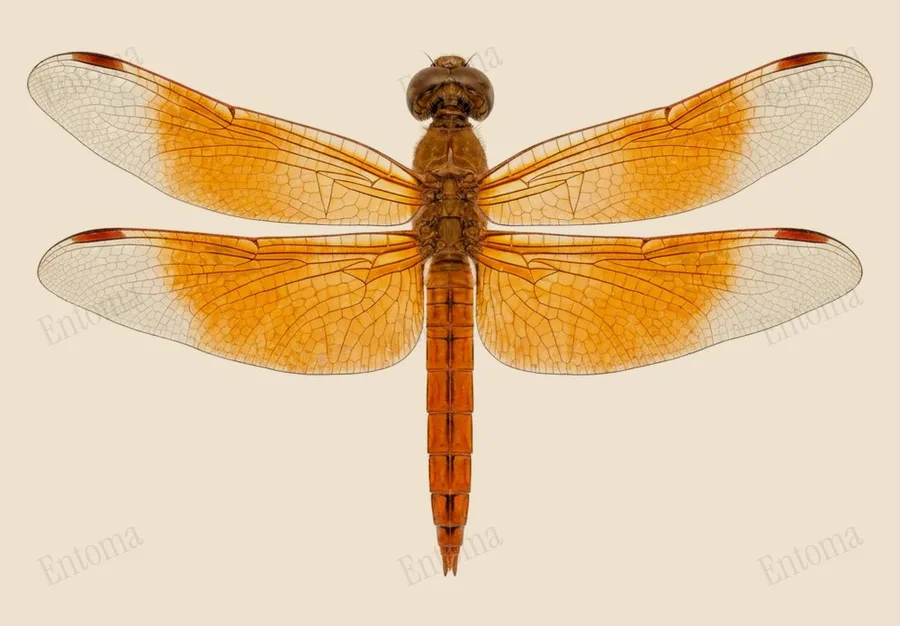 Brachythemis contaminata, Brachythemis contaminata, plaat