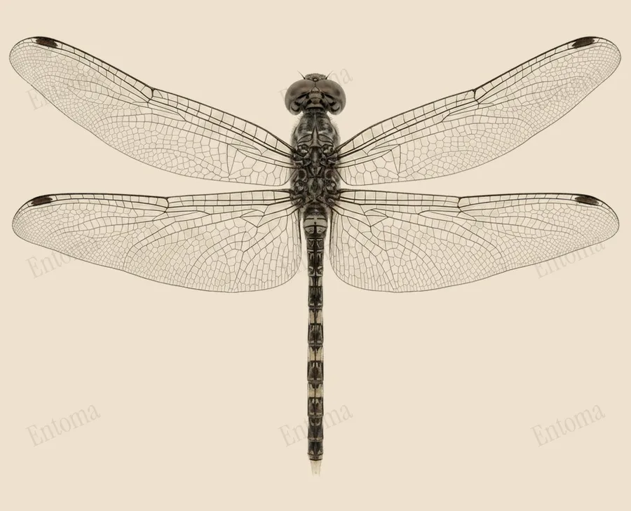 Bradinopyga geminata(Bradinopyga geminata)圖版