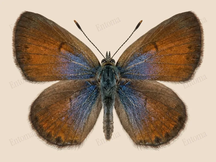 Brephidium exilis, Brephidium exilis, plaat