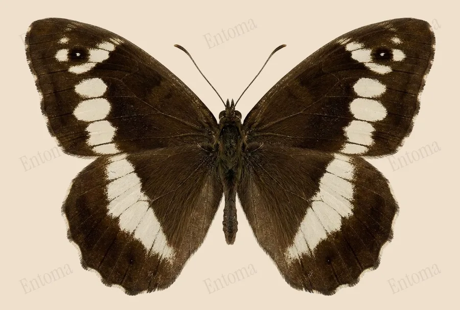 Great banded grayling, Brintesia circe, plate