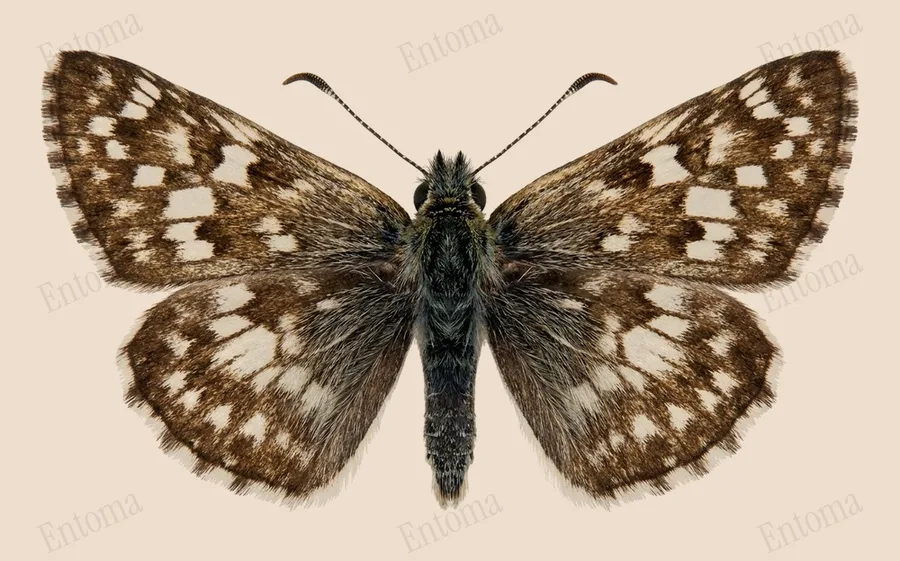 Burnsius communis, Burnsius communis, lámina