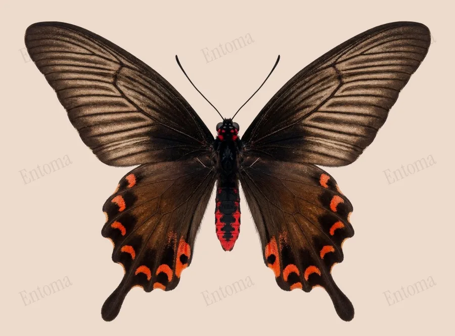 Byasa alcinous, Byasa alcinous, plaat