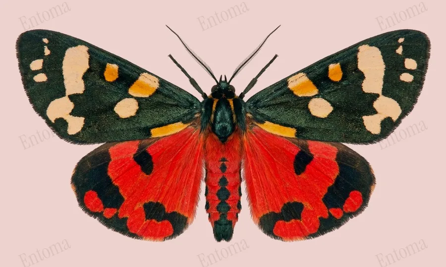 Scarlet tiger, Callimorpha dominula, plate