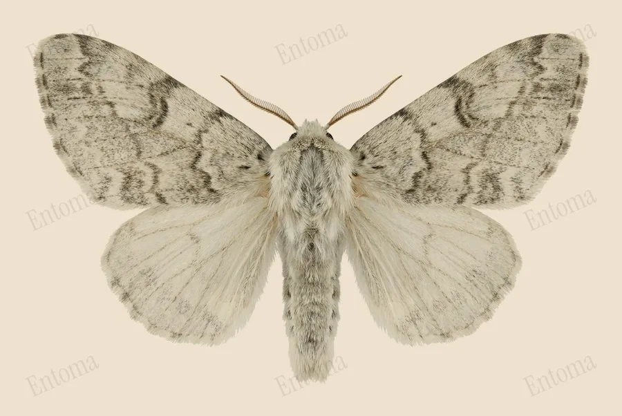 Pale tussock moth, Calliteara pudibunda, plate