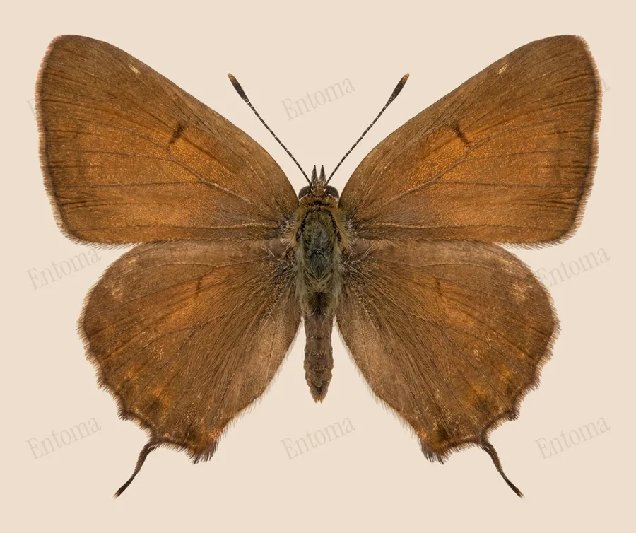 Callophrys gryneus, Callophrys gryneus, tavola