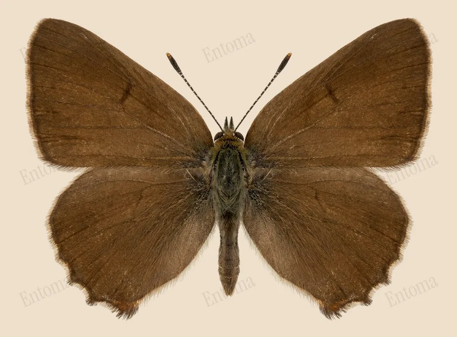 Green hairstreak, Callophrys rubi, plate