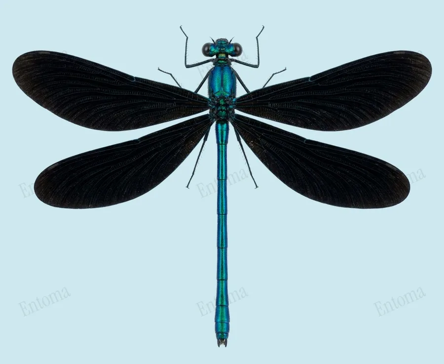 Ebony jewelwing, Calopteryx maculata, plate