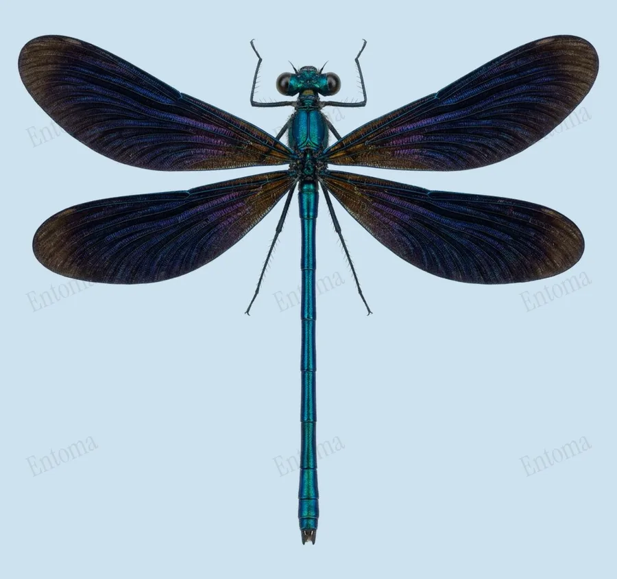 Beautiful demoiselle, Calopteryx virgo, plate