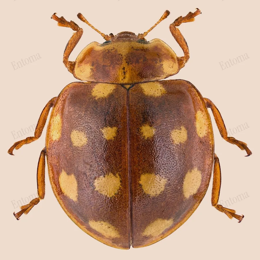 Cream-spotted ladybird, Calvia quatuordecimguttata, plate