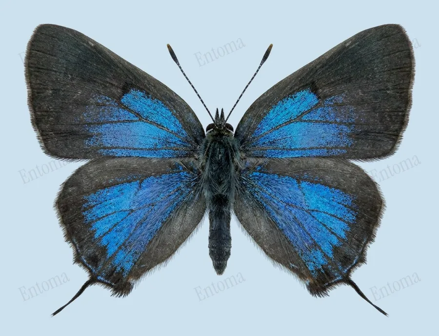 Red-banded hairstreak, Calycopis cecrops, plate