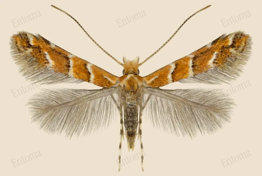 Horse-chestnut leaf miner, Cameraria ohridella, plate