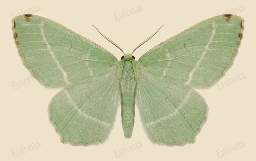 Light emerald, Campaea margaritaria, plate