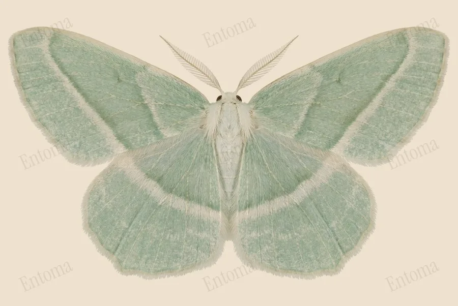 Pale beauty, Campaea perlata, plate